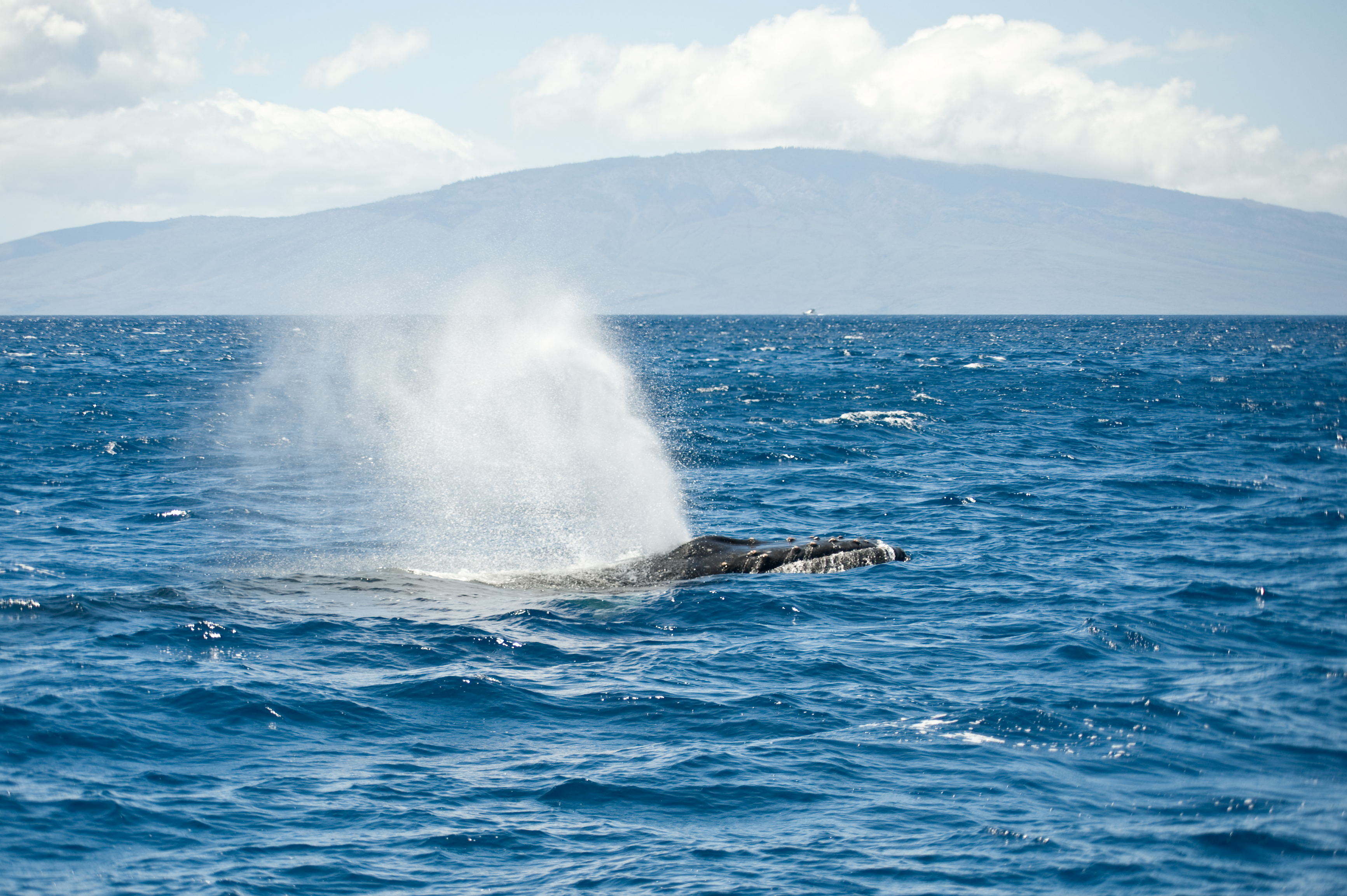 Humpback Whale Spout Hawaii